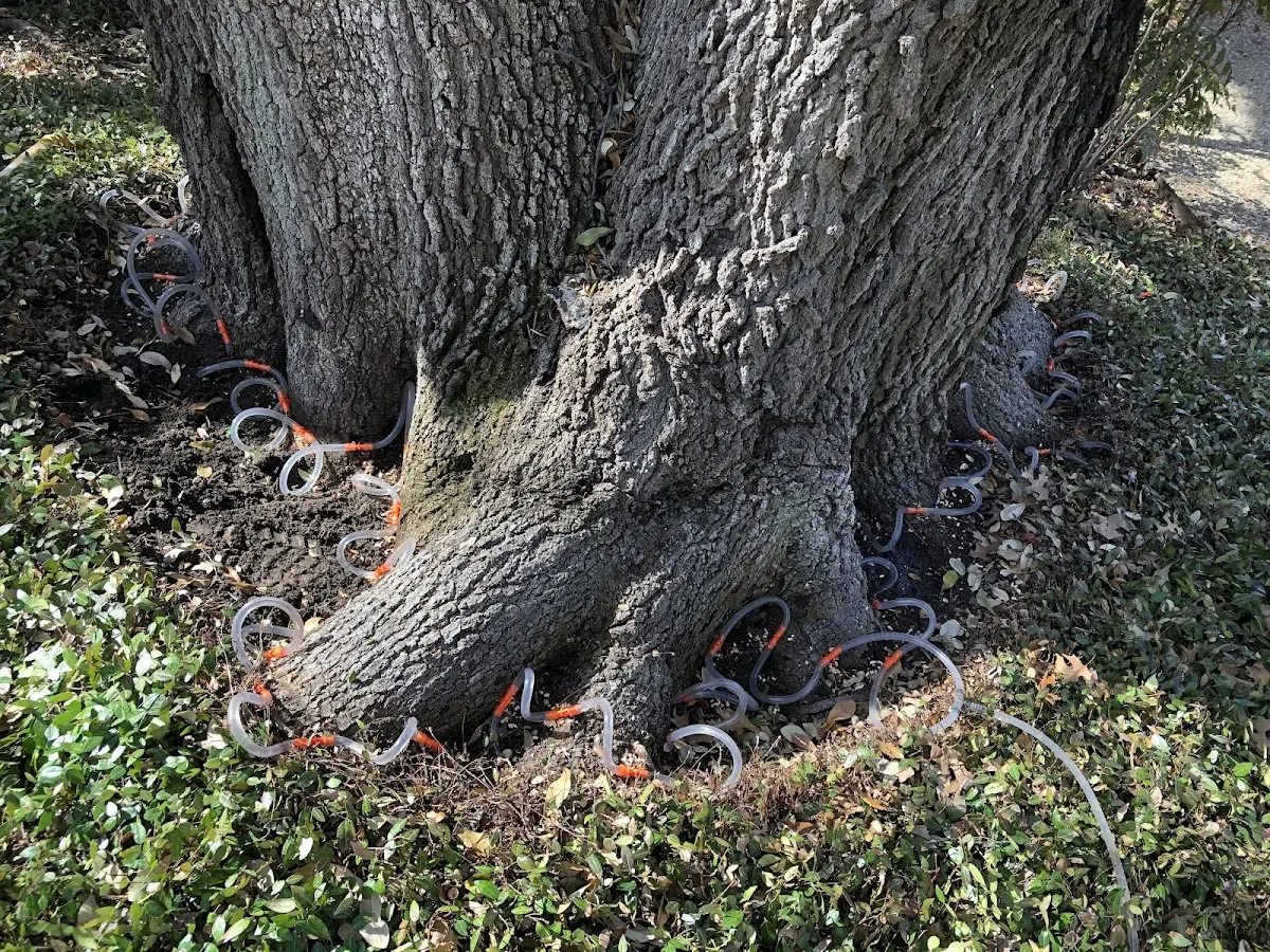 Detailed Shrub and Hedge Trimming job site in Devils Lake