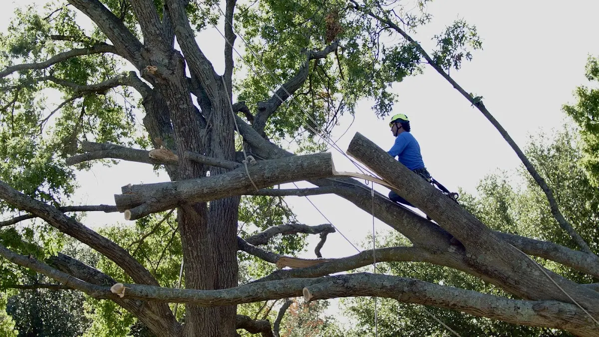 Professional Crown Thinning performed by certified arborists in Devils Lake