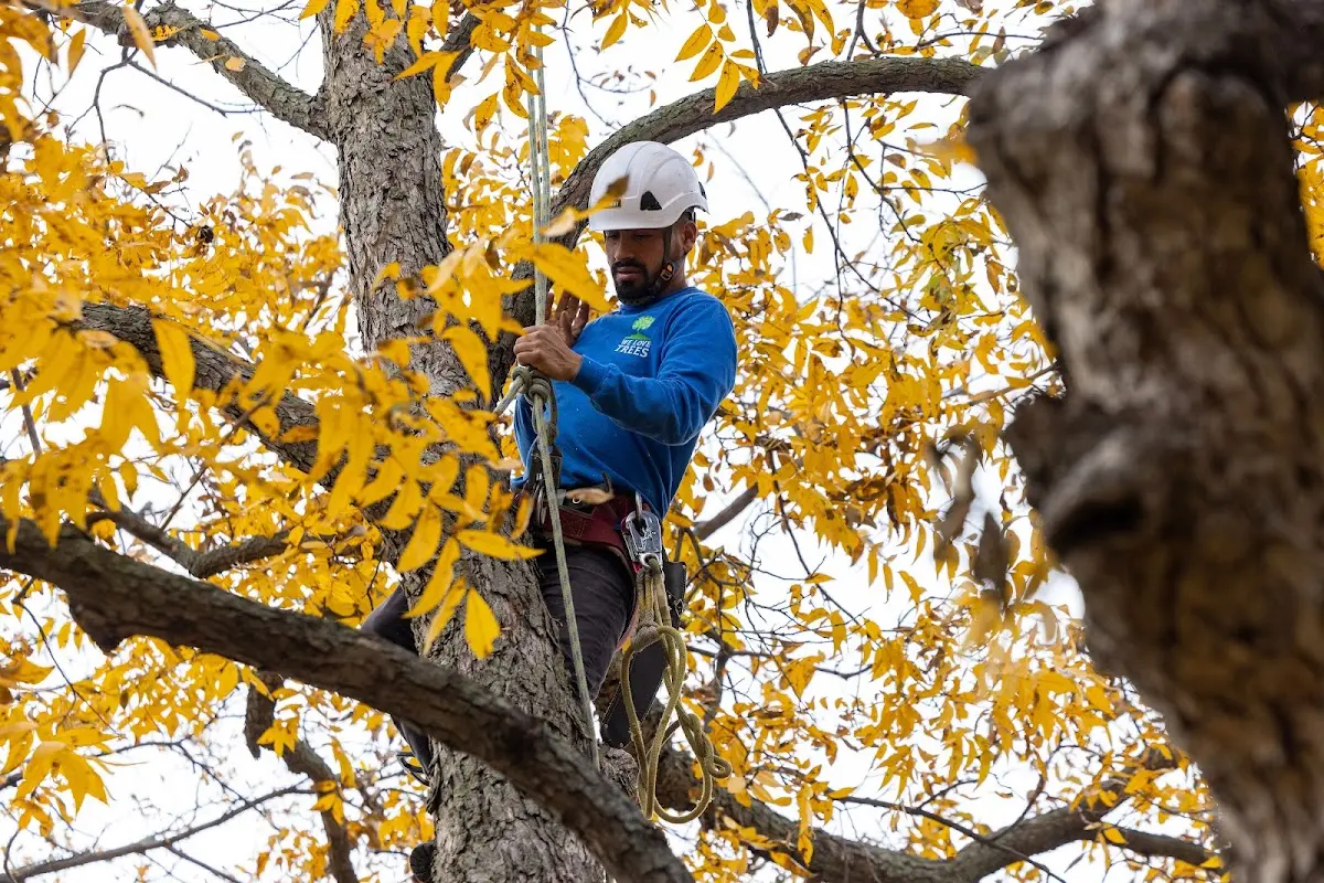Skilled Tree Transplanting crew working in Devils Lake